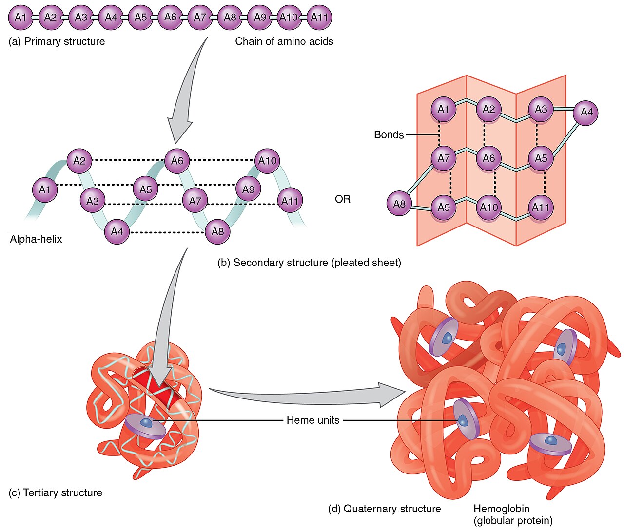 🔍 Exploring the Tertiary Structure of Proteins and Its Biological Function! 🧬