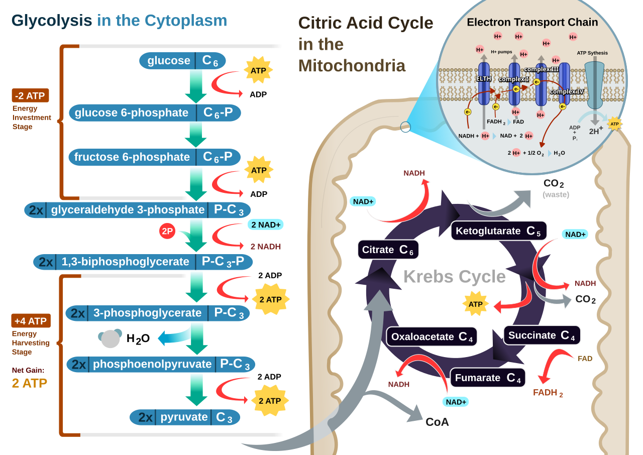 💥 Unraveling Glycolysis: ATP Gain in Anaerobic Respiration! 🧬