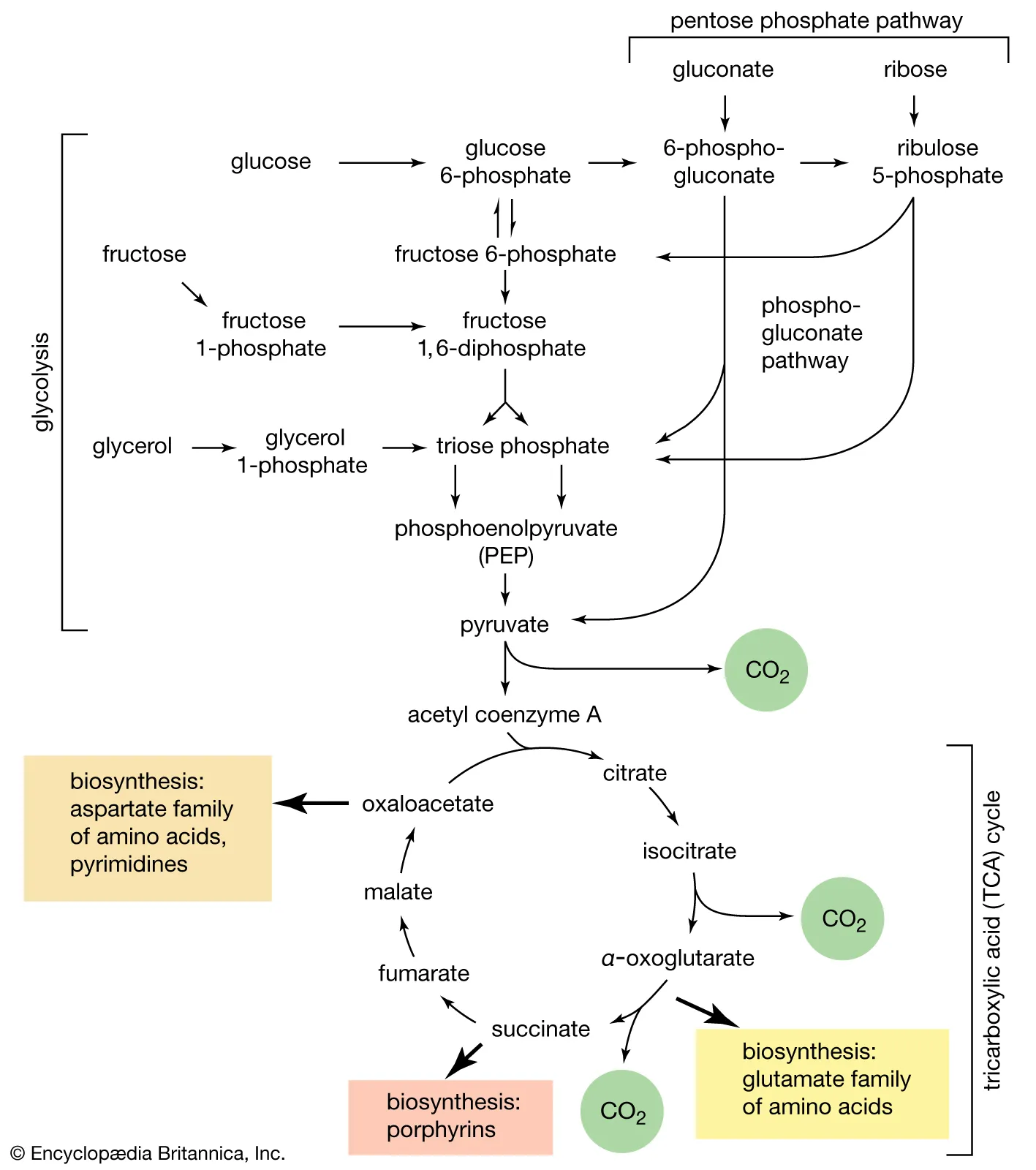 🍬 Exploring Reducing Sugars: 🧬